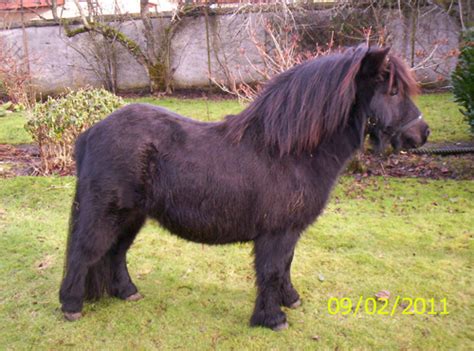 black shetland stallion versace|Stow Versace .